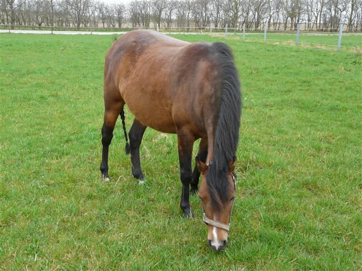 New Forest Agerboes Coco billede 3