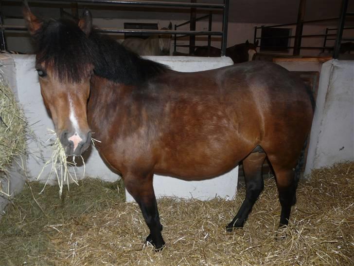 New Forest Agerboes Coco billede 4