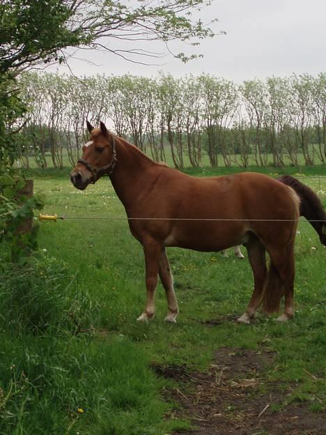 Anden særlig race Lukas - Min skønneste pony <3 JEG SAVNER DIG! Foto: MLH-foto billede 20