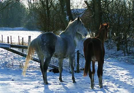 Frederiksborg Eislinn billede 4