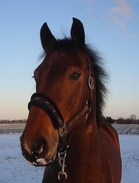 Dansk Varmblod major "Hvor er du?" - (nyt) billede 18