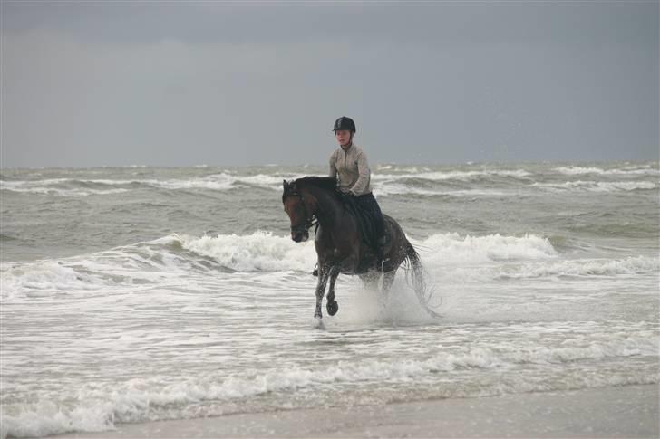 Anden særlig race Chamelli¤B-PONY¤ - Rømø 2008 <3 billede 12