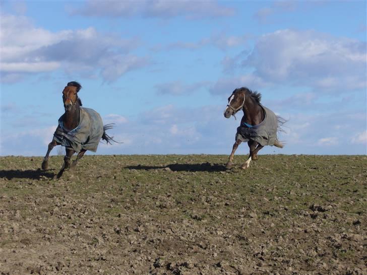 Anden særlig race Chamelli¤B-PONY¤ - Chamelli og Mister leger q; ( Chamelli til venstre ) billede 14