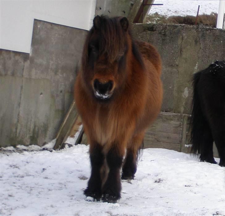 Færøsk hest Grani (udlånt) - De sødeste øjne på jorden <´33 :´) billede 17
