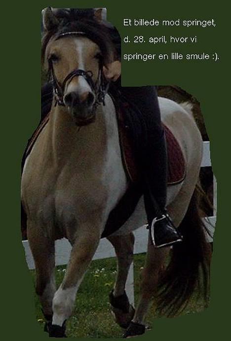 Anden særlig race Troja *solgt* billede 1