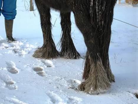 Tinker Troldhøjgaards Funny - Lige en lille smule hovskæg billede 11