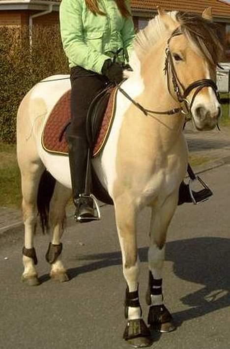 Anden særlig race Troja *solgt* billede 2