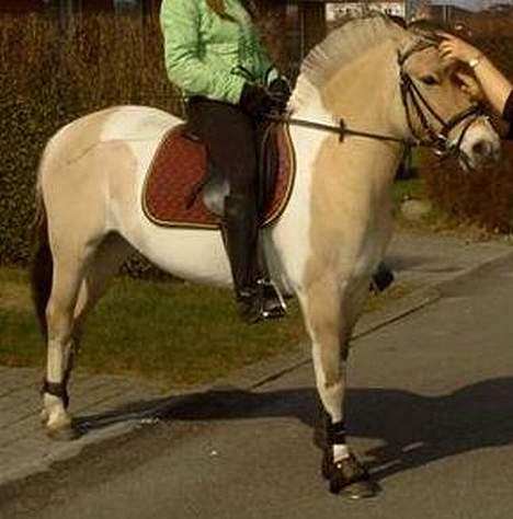 Anden særlig race Troja *solgt* billede 3