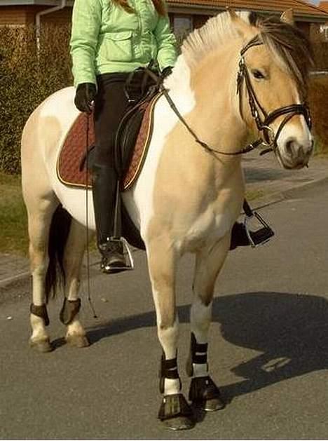 Anden særlig race Troja *solgt* billede 4