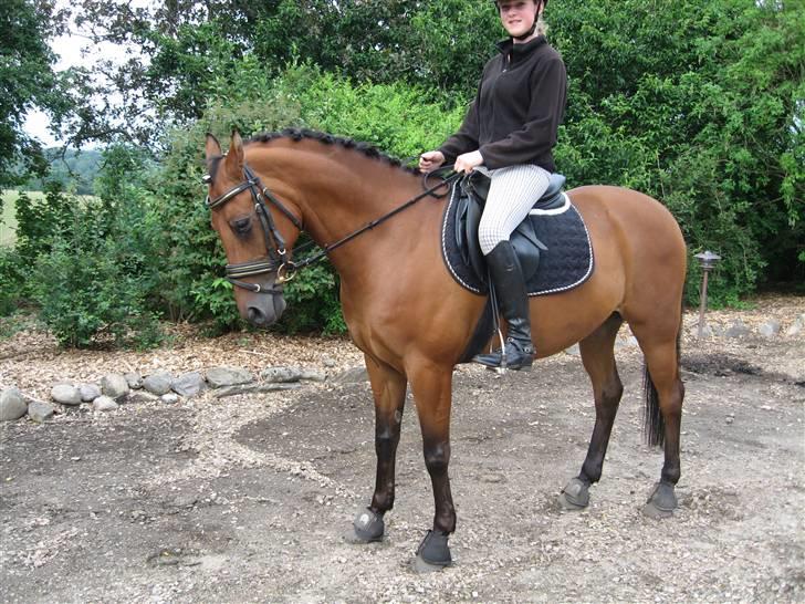 Welsh Cob (sec D) Sylvester  / Solgt /  - den dejlige <33 klar til at øve dressur derhjemme <3 en smule øjenbetændelse ?  billede 11