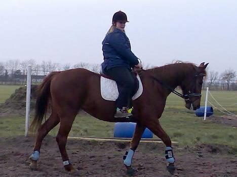 Traver Honey Corona *Byttet* - Første gang jeg rider Honey d. 17/2-2007 :) billede 8