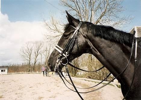 Dansk Varmblod Fyns Beslagsmedie Almondi - Smukke Almondi! Sommeren 1999. billede 1