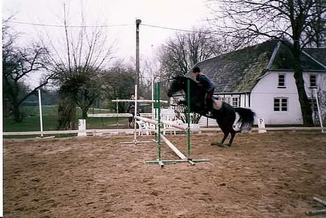 Dansk Varmblod Fyns Beslagsmedie Almondi - Her bliver hun sprunget.  Efterår 1998. billede 2