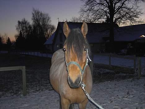 DSP Luna Nizzers - Den ENESTE ene <333 ( LL´ ) Taget D. 23 Januar - 07 Af Iza . billede 13