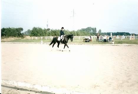 Dansk Varmblod Fyns Beslagsmedie Almondi - Her er vi til stævne i Seden Rideklub.Vi rider en LB2. Sommeren 1998. billede 3