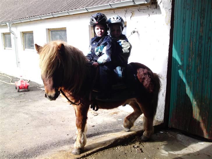 Shetlænder Dolf "Mascot" af Hola - nr.8 14/3- 2010 oliver sidder foran og magnus bagpå..  billede 9