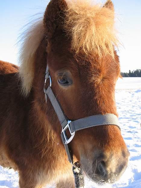 Shetlænder Dolf "Mascot" af Hola - nr. 9 23/1-07 billede 10