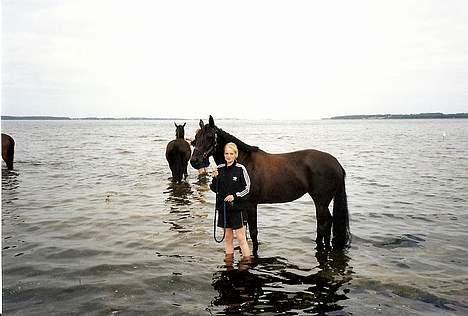 Dansk Varmblod Fyns Beslagsmedie Almondi - Her er Almondi i vandet for første gang. Sommeren 1999. billede 5