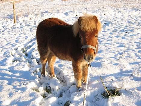 Shetlænder Dolf "Mascot" af Hola - nr.10 23/1-07 billede 11