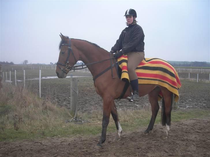 Dansk Varmblod Jeaton (aflivet) billede 7