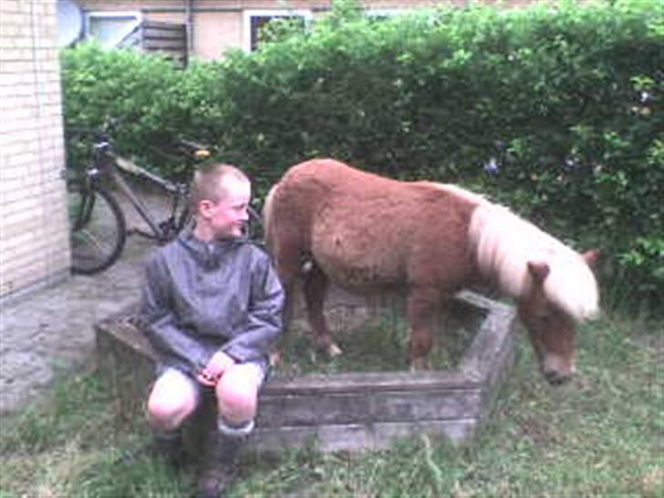 Shetlænder Dolf "Mascot" af Hola - nr.12 juni-07 øh dolf, det er en sandkasse(uden sand) den skal smides ud.  billede 13