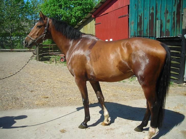 Dansk Varmblod Jeaton (aflivet) - sommer dag i april 2008 (efter træning) billede 9