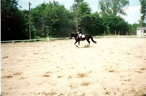 Dansk Varmblod Fyns Beslagsmedie Almondi - Også til stæve på Broløkke. Juni 2000. billede 8
