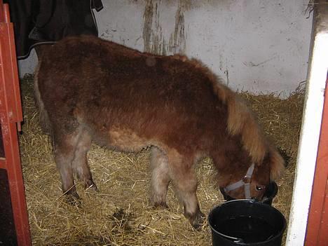 Shetlænder Dolf "Mascot" af Hola - nr. 13 23/1-07 billede 14