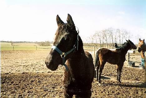 Dansk Varmblod Fyns Beslagsmedie Almondi - Her er hun som et års. Et lille skravl. :-) 1994. billede 9