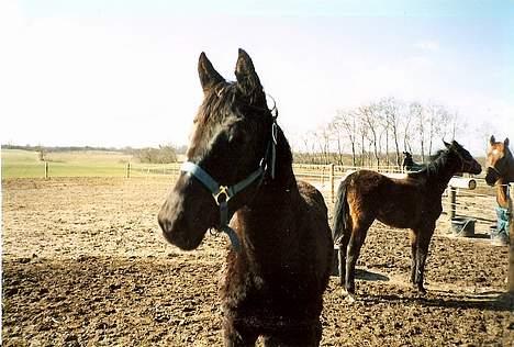 Dansk Varmblod Fyns Beslagsmedie Almondi - Her er hun som et års. Et lille skravl. :-) 1994. billede 9