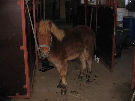 Shetlænder Dolf "Mascot" af Hola - nr.14 23/1-07 på staldgangen efter en lille gåtur ude på vejen..  billede 15