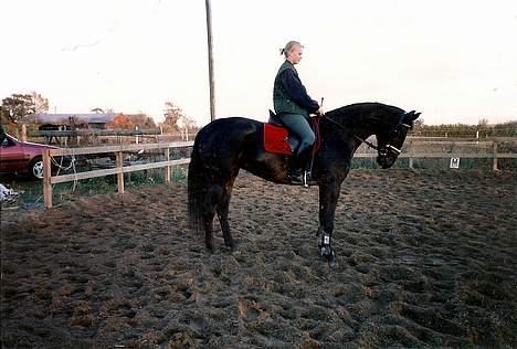 Dansk Varmblod Fyns Beslagsmedie Almondi - Her rider jeg på hende for 4 gang. Oktober 1997. billede 10