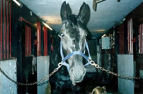 Dansk Varmblod Fyns Beslagsmedie Almondi - Her er hun i stalden. 1999. billede 11