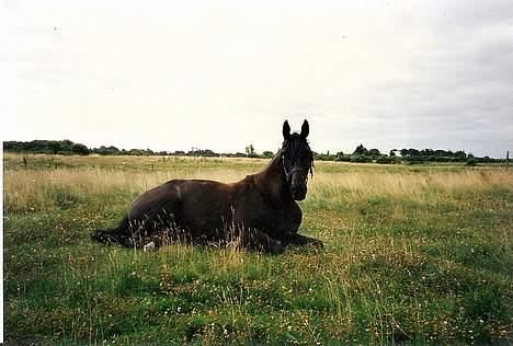 Dansk Varmblod Fyns Beslagsmedie Almondi - Her tager hun sig èn af sine mange lurer. Sommeren 1999. billede 12