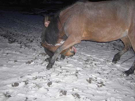 DSP Luna Nizzers - Bukker så fint for jer :´) . Taget D. 23 Januar - 07 Af Iza . billede 19