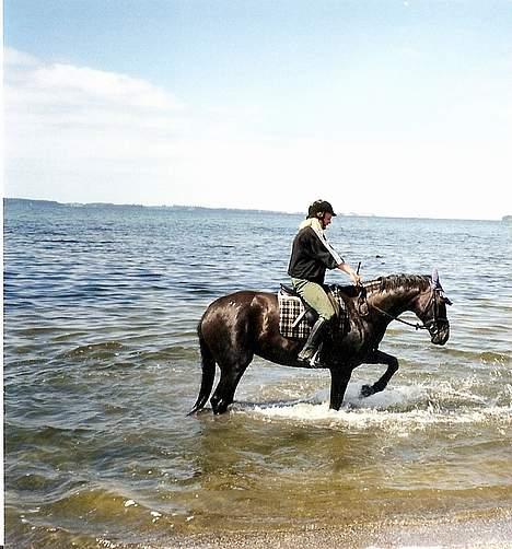 Dansk Varmblod Fyns Beslagsmedie Almondi - Almondi elskede vand, og hun skulle helst skrabe i det, så vi begge blev meget våde. Sommeren 1999. billede 17