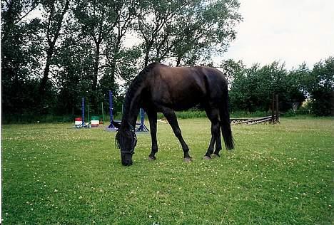 Dansk Varmblod Fyns Beslagsmedie Almondi - Her græsser hun på springbanen. Sommeren 1999. billede 18
