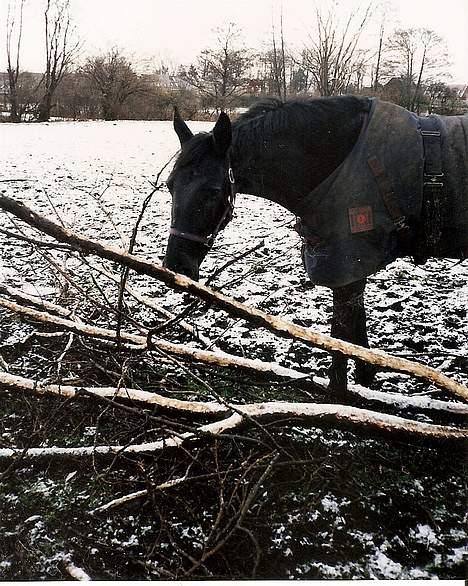 Dansk Varmblod Fyns Beslagsmedie Almondi - Almondi elskede at gnave barken af grene. Vinter 2000. billede 20
