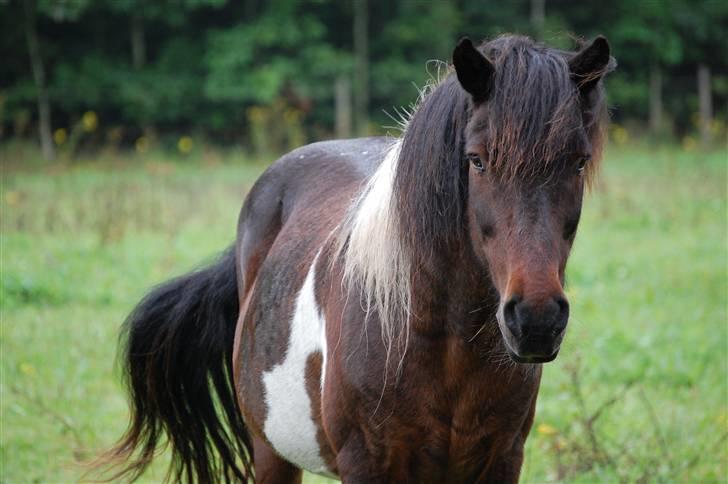 Islænder Stjerni - Verdens smukkeste islænder! :-) billede 1