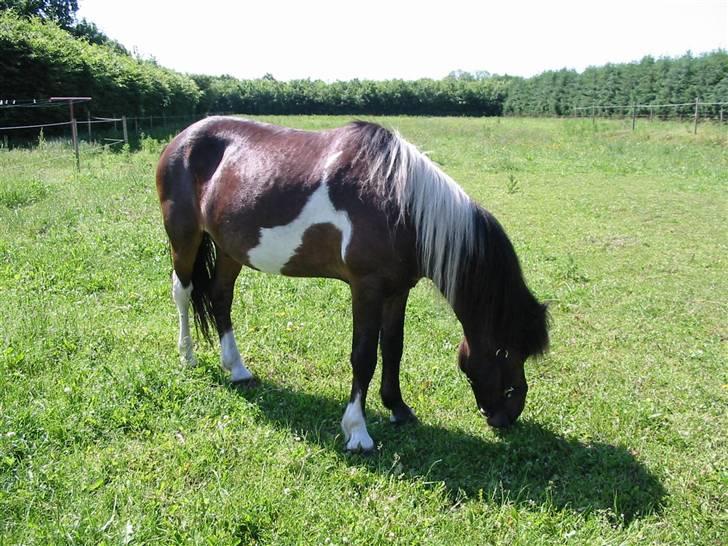 Islænder Stjerni billede 2