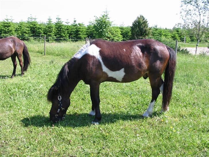 Islænder Stjerni billede 3