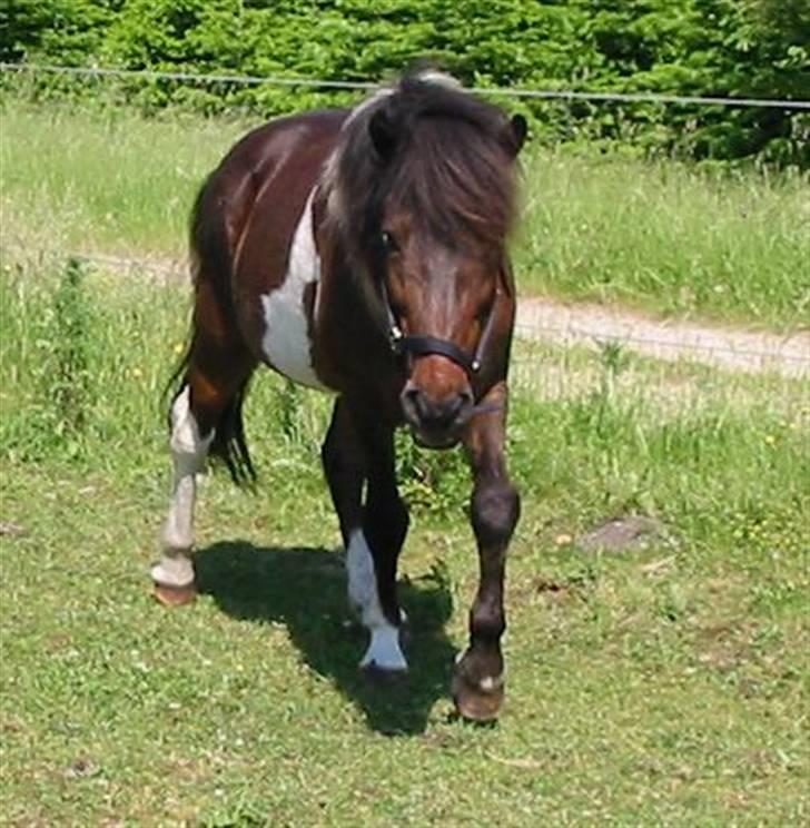 Islænder Stjerni billede 4