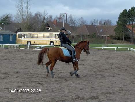 Sportsaraber (A) Cocio ¤død¤ - Et af flere billeder fra vores sidste ridetur! :´( billede 10