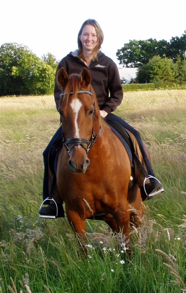 Anden særlig race Prins billede 1