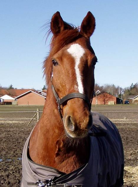 Anden særlig race Prins billede 2