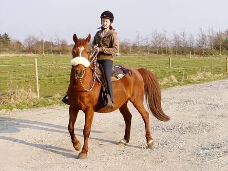 Anden særlig race Prins - Prins med sin bosal på.(Bidløs western trense) billede 3