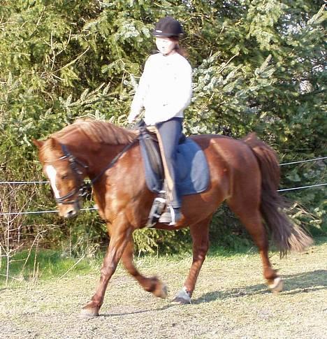 Anden særlig race Prins billede 4