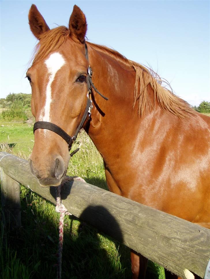 Anden særlig race Prins billede 5