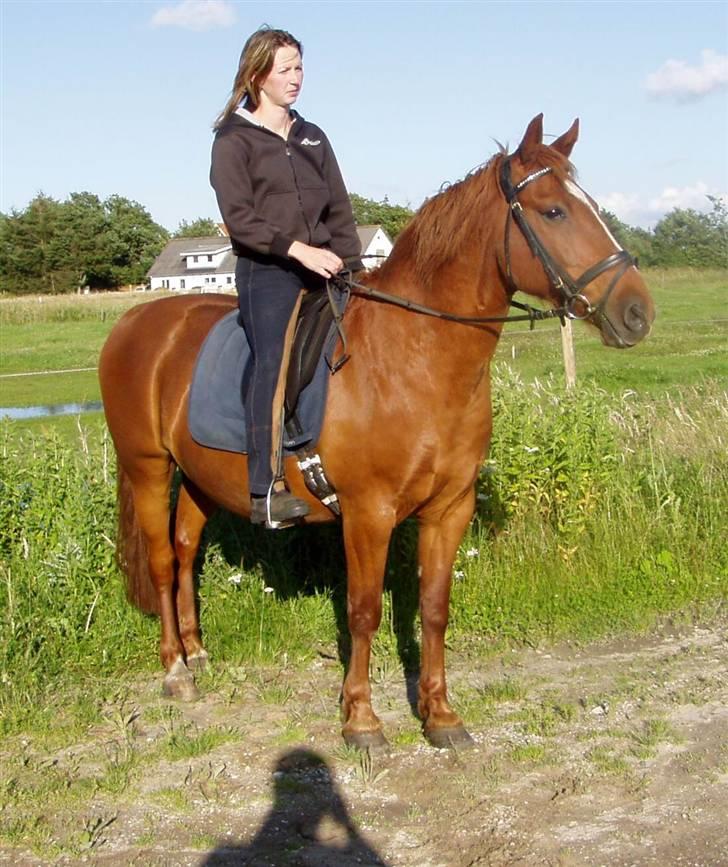 Anden særlig race Prins billede 6
