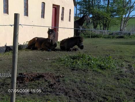 Shetlænder Jolly<3<3 - Jah! Det er rigtig hyggelidt! :) billede 6